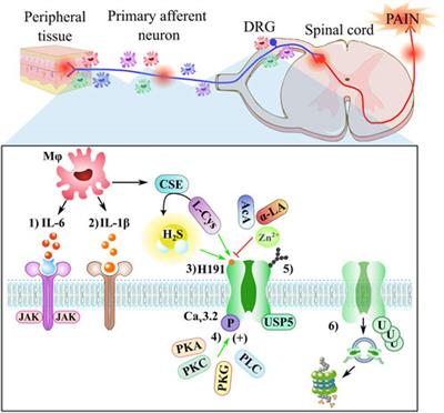 T-type calcium channel modulation by hydrogen sulfide in neuropathic pain conditions